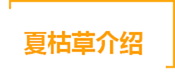 清蕴双草饮主要成分 - 夏枯草